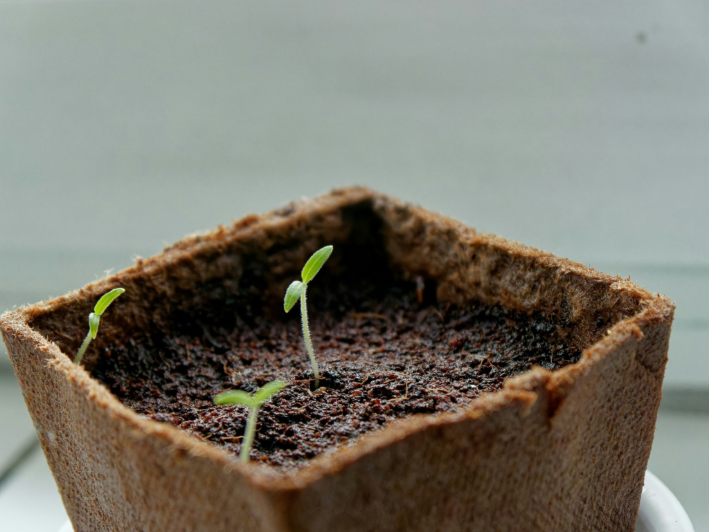 A close up of a small plant growing in a pot